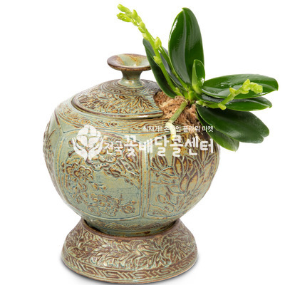 대엽풍란(청자분)[원예용]