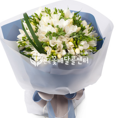 화이트 후리지아 [봄시즌]