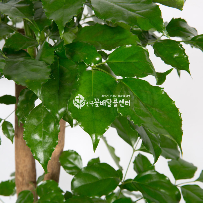 상세이미지
