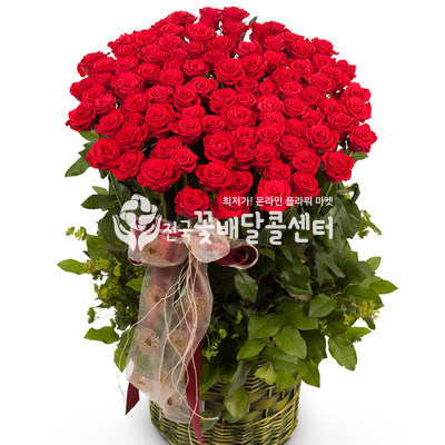 레드장미 [100송이]