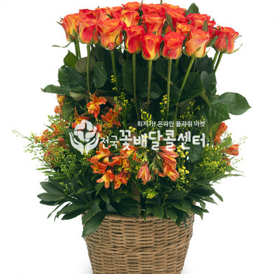 오렌지 마말레이드3 [수도권]