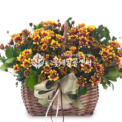 델몬트 사랑
