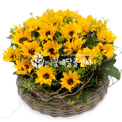 해바라기3 [여름시즌]