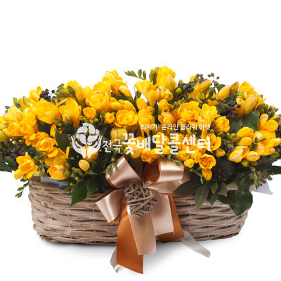 후리지아 정원 [봄시즌]