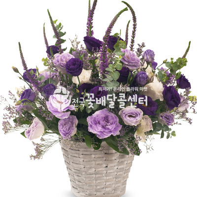 더 바이올렛 [서울]