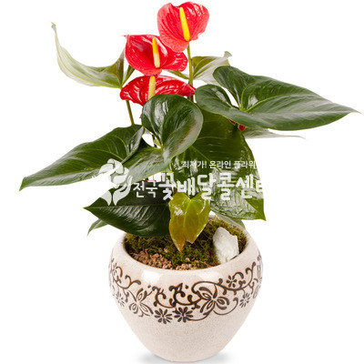 안스리움B