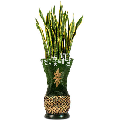 산세베리아C