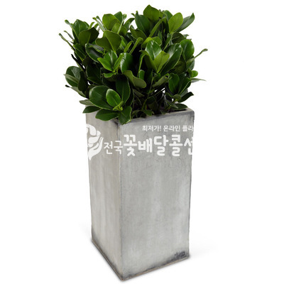크루시아E