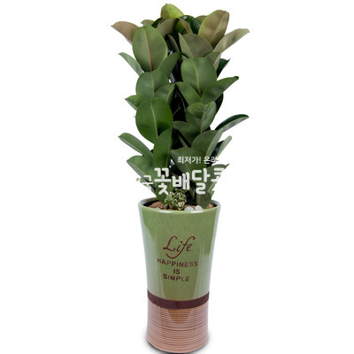 고무나무B