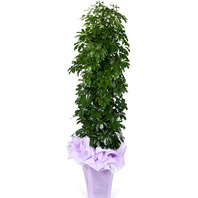 홍콩야자A