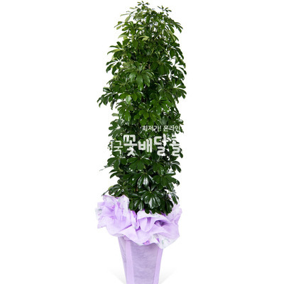 홍콩야자A