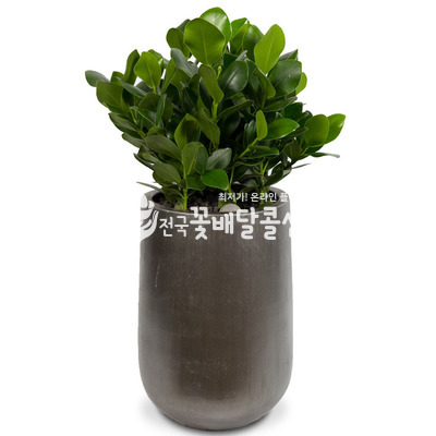 크루시아F (고급)