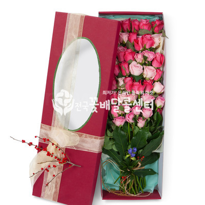 스위티 (50송이)