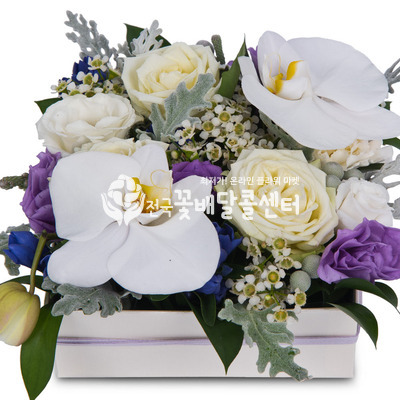 퓨어 화이트 [서울_예약]