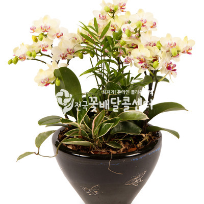 그린베어C