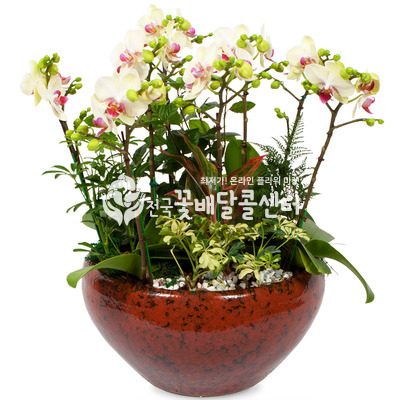 그린베어D