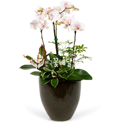 호접란 (화이트)