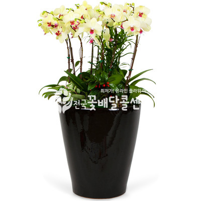 포춘D