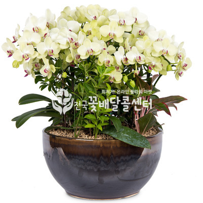 포춘 (名品)