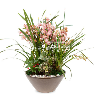 심비디움C (핑크)