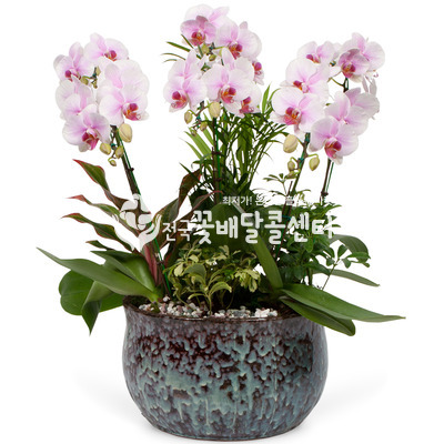 미니호접란 (연핑크E)