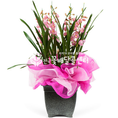 심비디움G (진핑크)