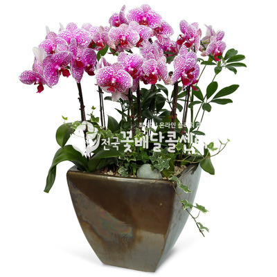레드스타B (서울)
