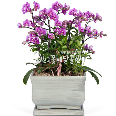 미니호접란 (핑크)