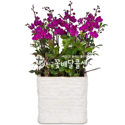 만천홍 B