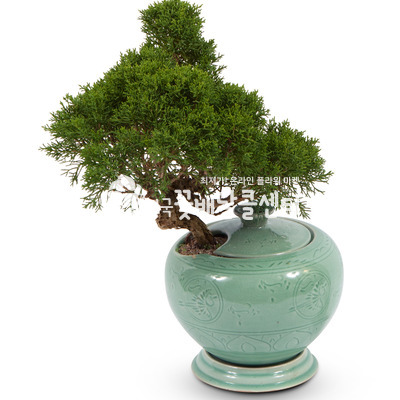 진백 청자분B (고급)