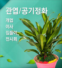 관엽/공기정